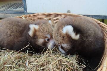 Baby Animals in Styria