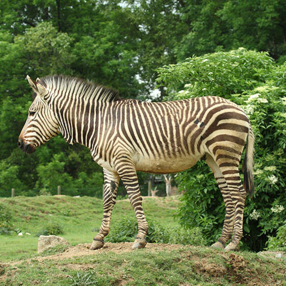 Zebra at the zoo in Styria