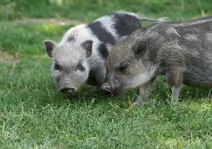 Mini pig at the petting zoo