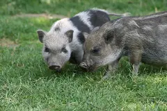 Mini pig