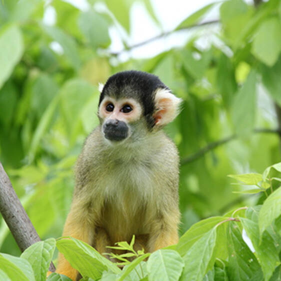 Bolivian Squirrel Monkey