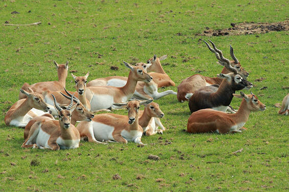 Hirschziegenantilopes in the meadow at Tierwelt Herberstein