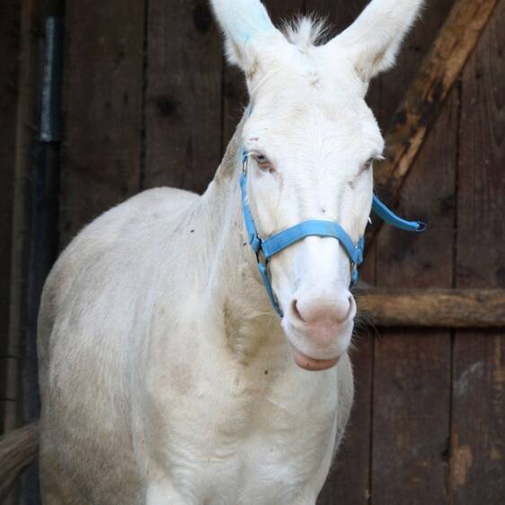 White Baroque donkey at the petting zoo