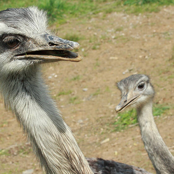 Nandu at the zoo in Styria