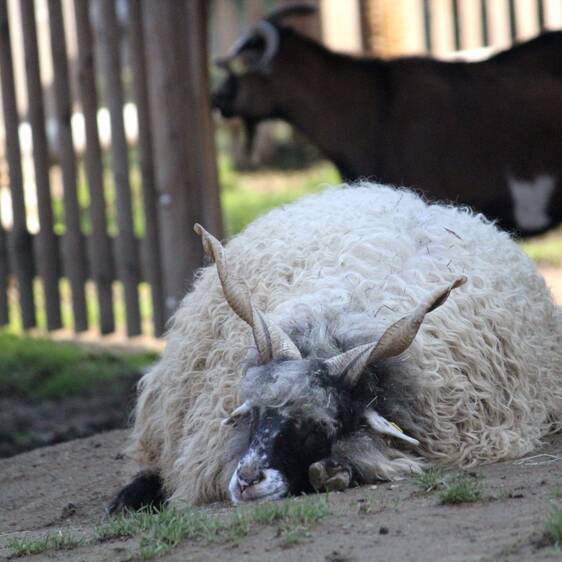 Hungarian Fringed Sheep