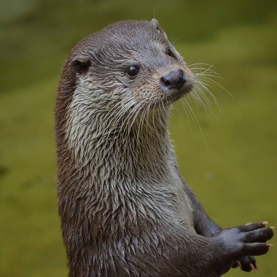 Otters at Tierwelt Herberstein (c) Huskyherz | pixalio.de