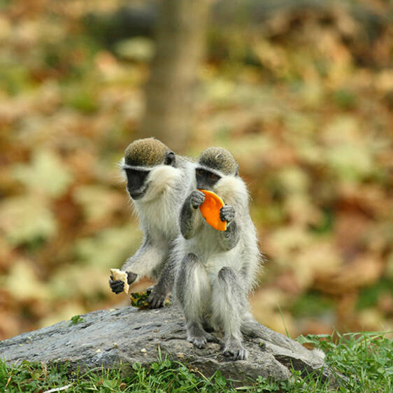 Green Monkey in Styria
