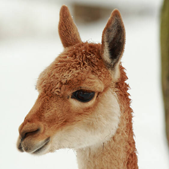 Vicuñas at the zoo in Styria