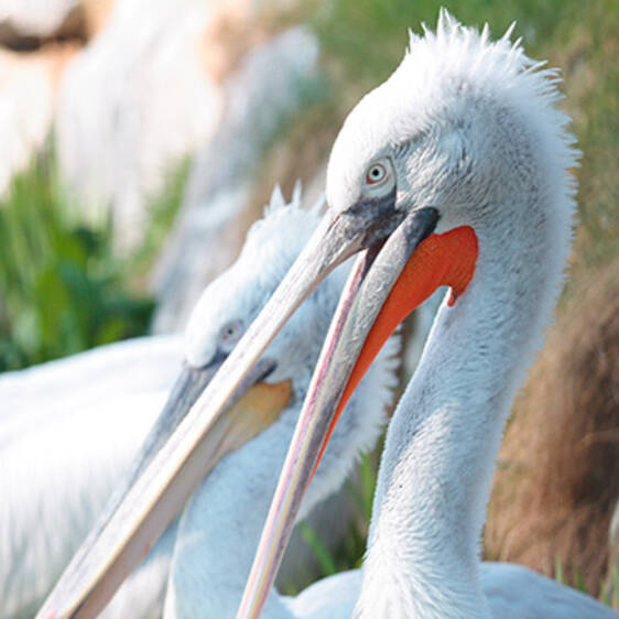 Crested Pelican