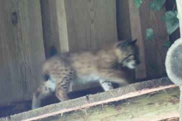 Lynx cubs at Tierwelt Herberstein.