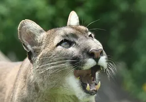 Puma at the Wildlife Park in Styria