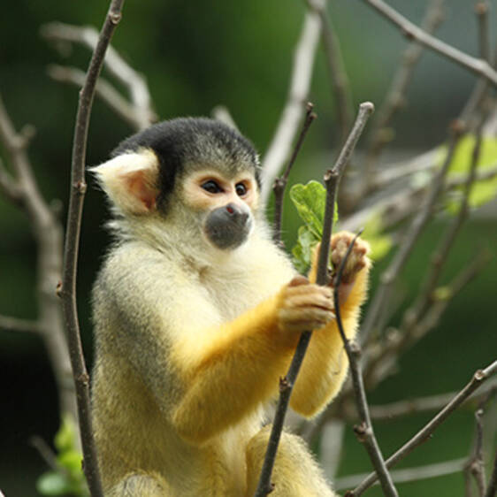 Bolivian Squirrel Monkey