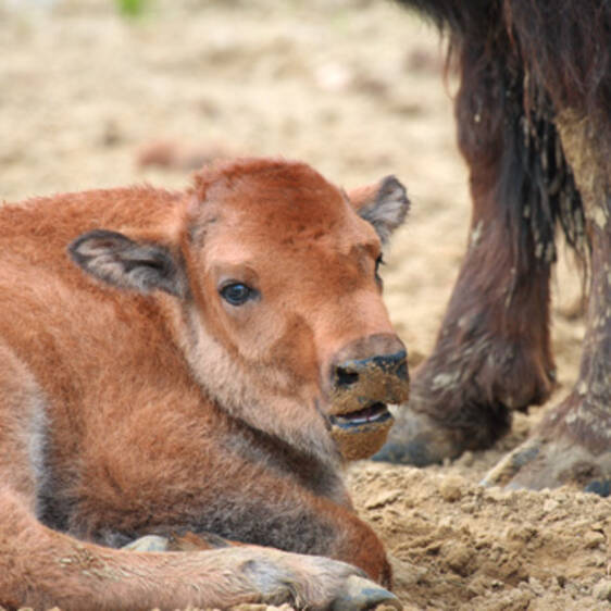 Bison at Herberstein Wildlife Park