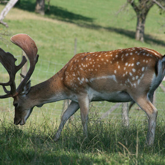 Fallow deer