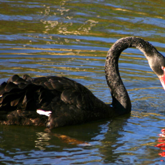 Mourning Swan