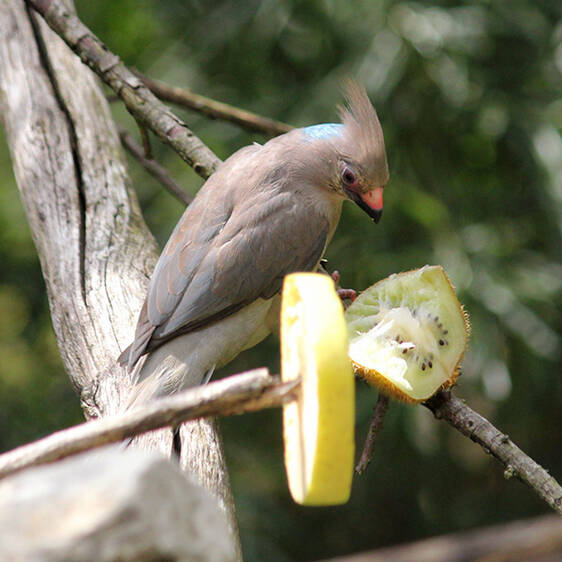 Mousebird at Herberstein Wildlife Park