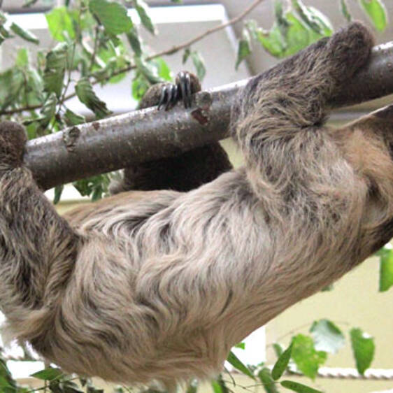 Two-toed sloth in Styria