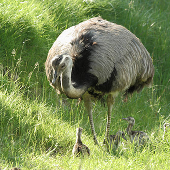 Nandu at the zoo in Styria