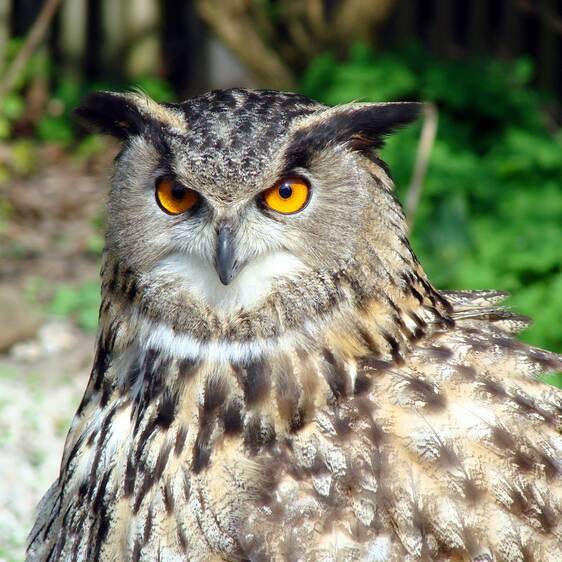 Eagle owl at Tierwelt Herberstein (c) Sven Richter | pixelio.de