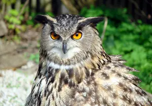 Eagle Owl / Largest Owl in Central Europe