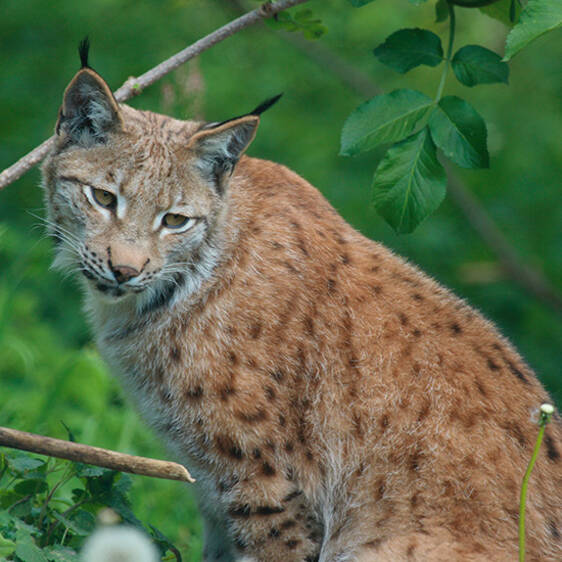 Eurasian lynx