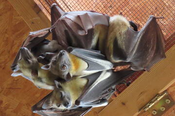 Baby Animals in Styria
