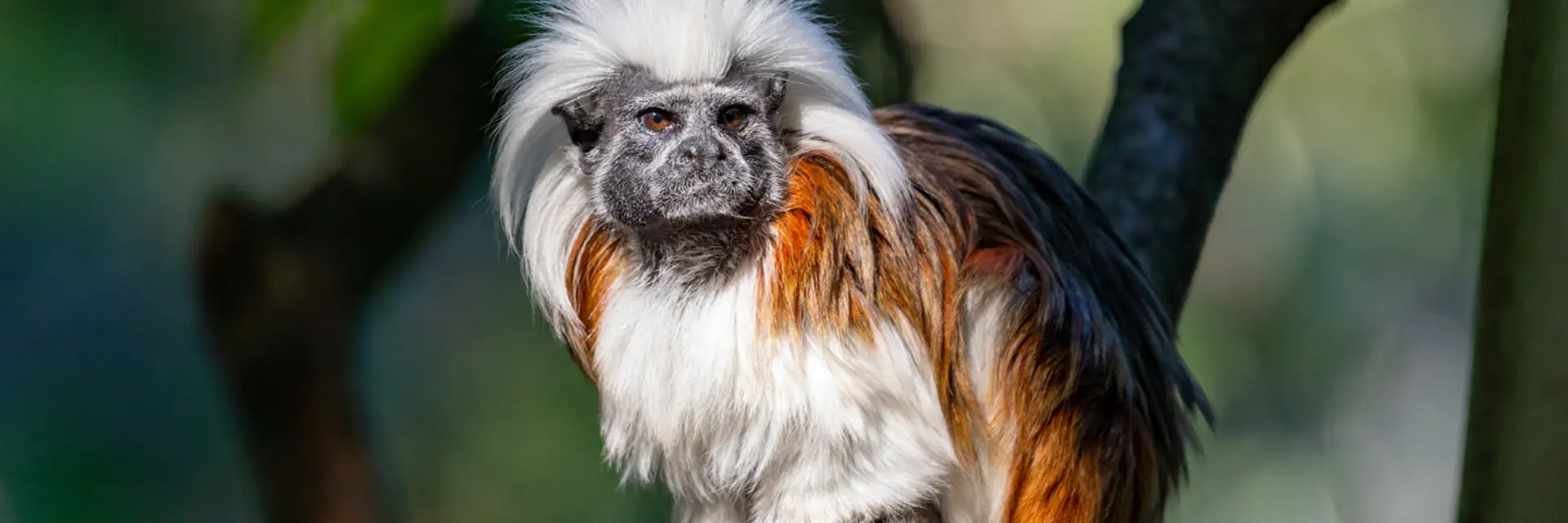 Lisztaffe at Herberstein Wildlife Park