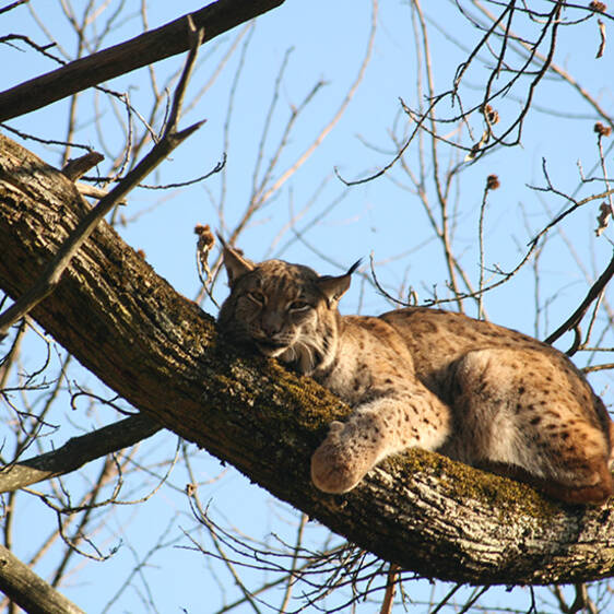 Eurasian lynx