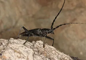 Great Oak Longhorn Beetle