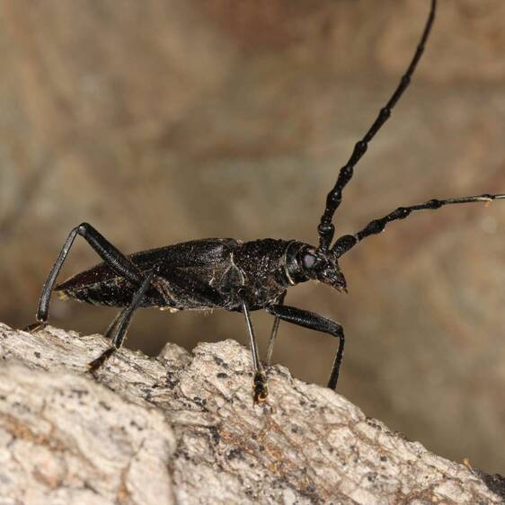 Cerambyx cerdo at Tierwelt Herberstein