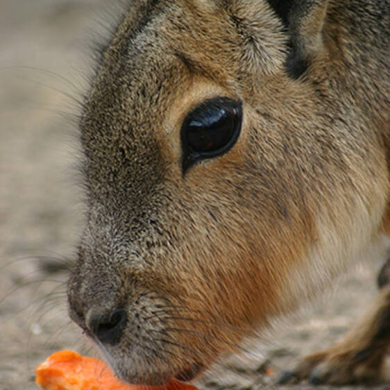 Mara at the Zoo in Styria