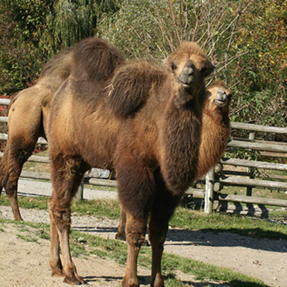 Camel