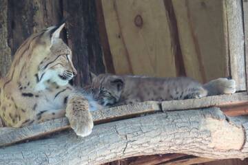 Lynx cubs at Tierwelt Herberstein.