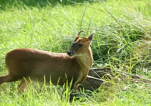 Chinese Muntjac