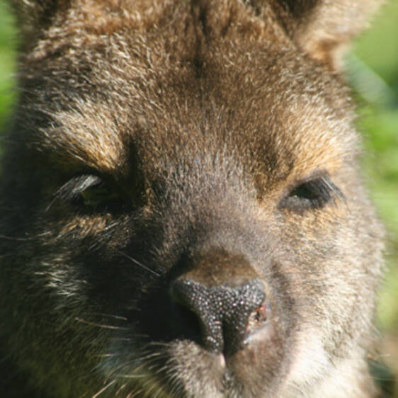Bennett's Kangaroo