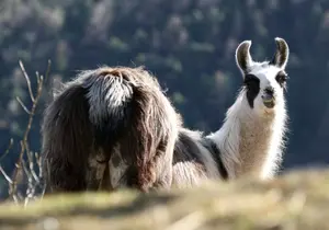 Llama at the zoo in Styria