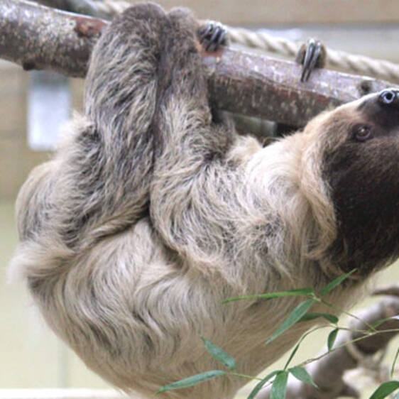 Two-toed sloth in Styria