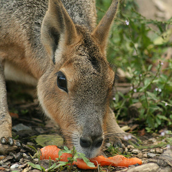 Mara at the Zoo in Styria