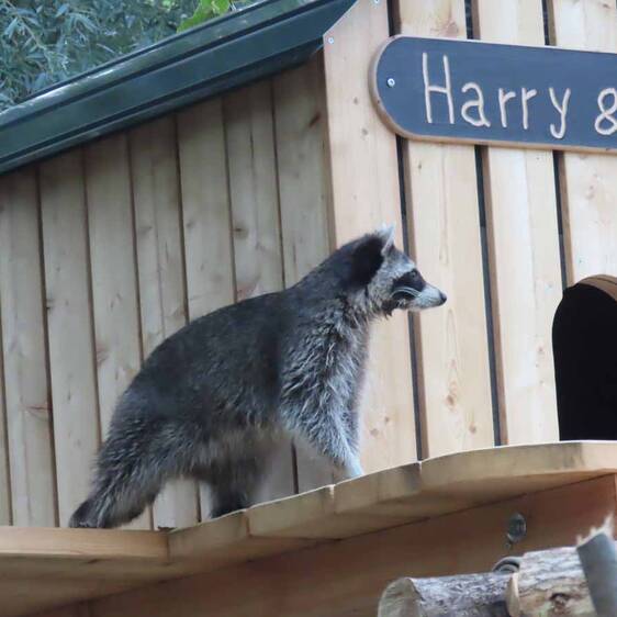 Raccoon in Styria