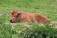 Young bison at Tierwelt Herberstein