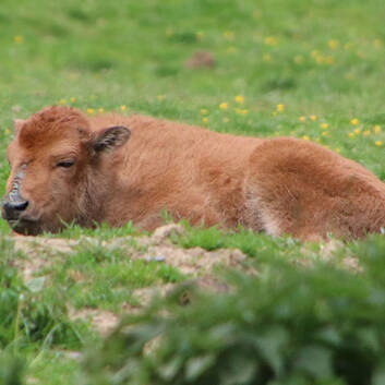 The young bison at Herberstein Wildlife Park