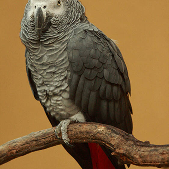 African Grey Parrot