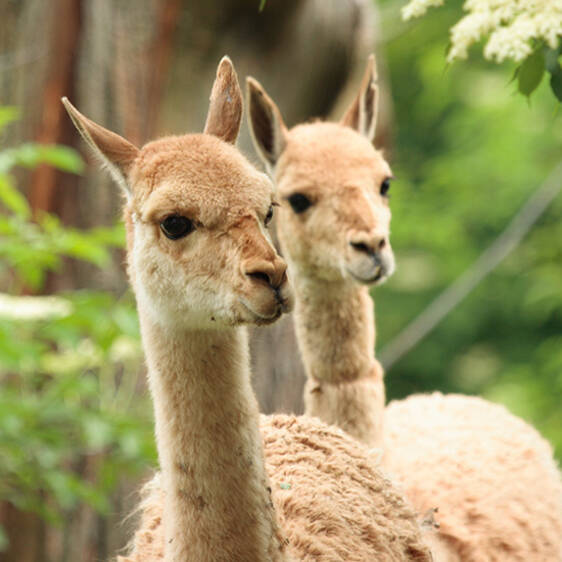 Vicuñas at the zoo in Styria