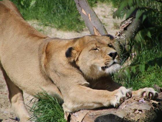 Simba the Lion at Herberstein Wildlife Park