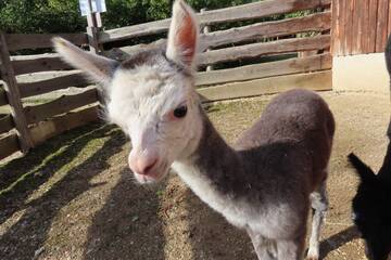Baby Animals in Styria