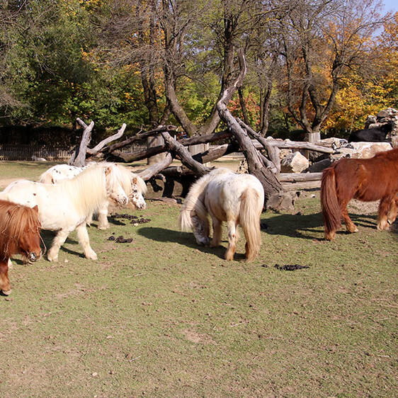 Mini Appaloosa