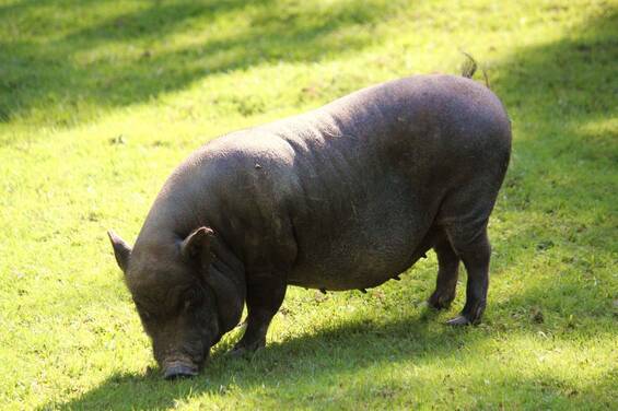 Mini pig at Herberstein Wildlife Park