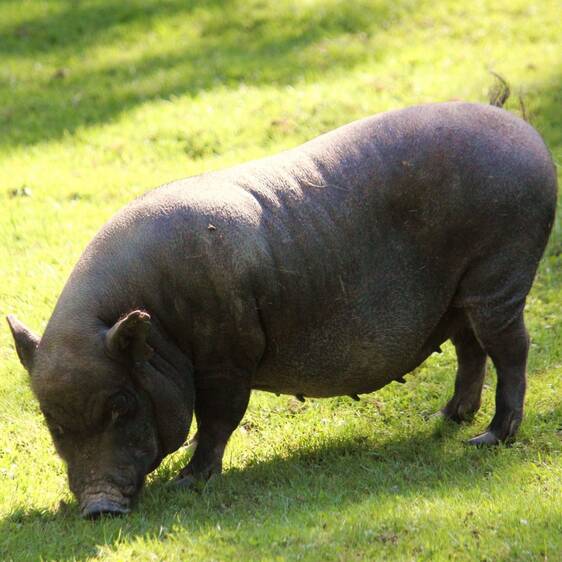 Mini pig at Herberstein Wildlife Park