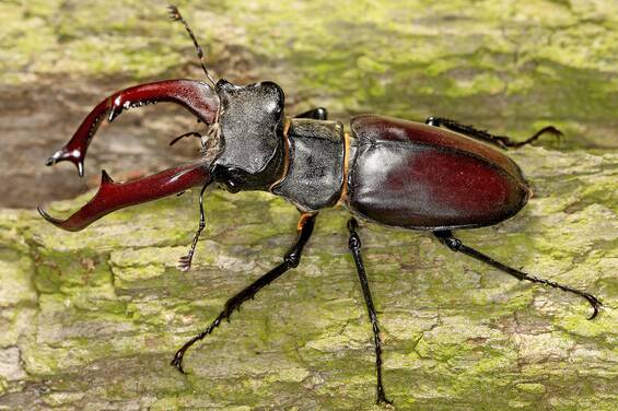 Stag Beetle (Lucanus cervus) at Tierwelt Herberstein.