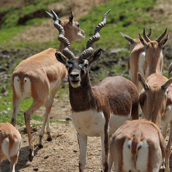 Deer Goat Antelope
